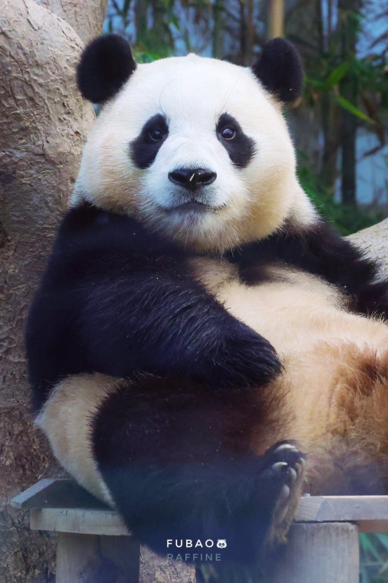 panda__bao's tweet photo. 🐼 : 왜ㅇㅕ , 제가 너무 뚠빵한가여 https://t.co/EaG07OqVzq