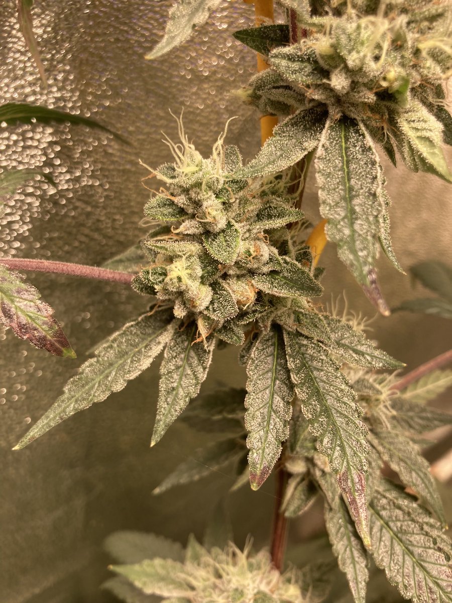 Shout out <a href="/CovertValley/">Covert Valley Craft Cannabis</a> this death bubba is looking proper on day 57 flower