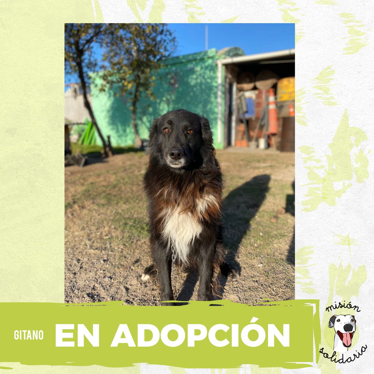 lagarzasosa_'s tweet photo. Gitano 4 años macho tamaño mediano, peludo muy hermoso, cruza de border collie se lleva bien con otros perros
Está castrado y vacunado. Busca hogar para siempre 💖, Zonas caba y GBA
Queres adoptarlx ? Escribime 
misionsolidariatwitter@gmail.com
Asunto: el gitano 
Rt por favor https://t.co/qNsP6lekA3