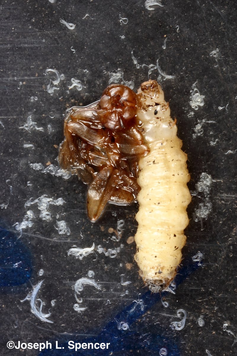 talkingrootworm's tweet photo. #Steinernema feltiae entomopathogenic nematodes #EPNs can infest western corn #rootworms #WCR. A lab trial exposed larval & pupae WCR to EPNs in soil for 10 days. Happy to see some WCR bursting forth w/ EPNs. "Yes, Virginia, EPNs can kill rootworms...and we have seen the bodies!" https://t.co/ZWiUBHbjg6
