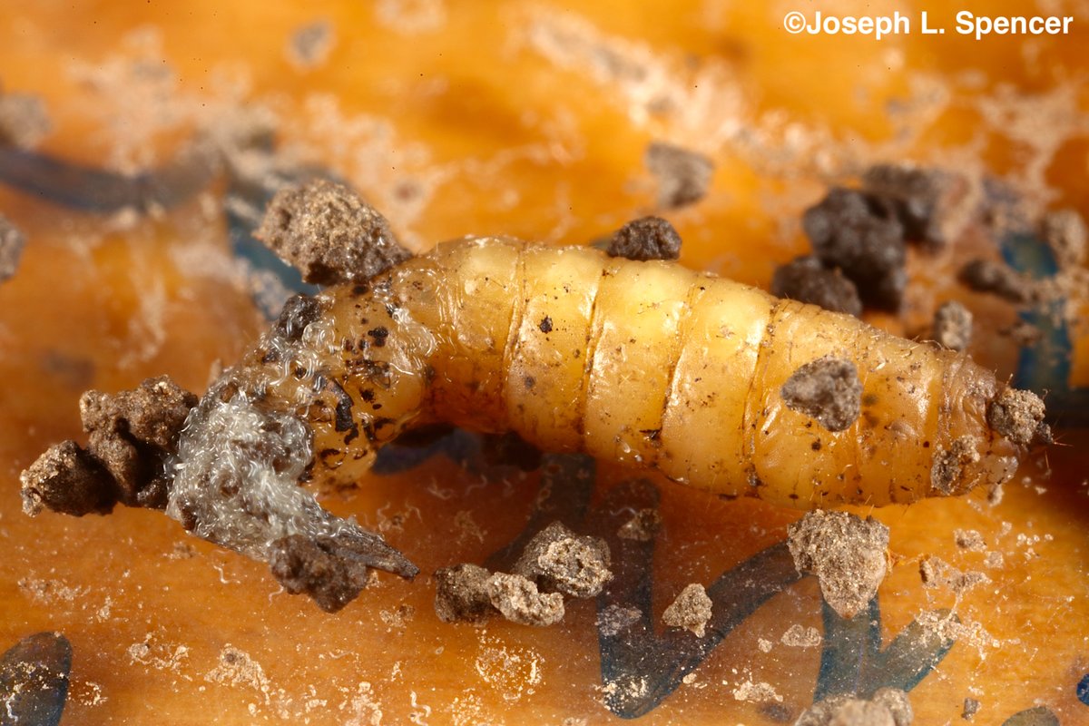 talkingrootworm's tweet photo. #Steinernema feltiae entomopathogenic nematodes #EPNs can infest western corn #rootworms #WCR. A lab trial exposed larval & pupae WCR to EPNs in soil for 10 days. Happy to see some WCR bursting forth w/ EPNs. "Yes, Virginia, EPNs can kill rootworms...and we have seen the bodies!" https://t.co/ZWiUBHbjg6