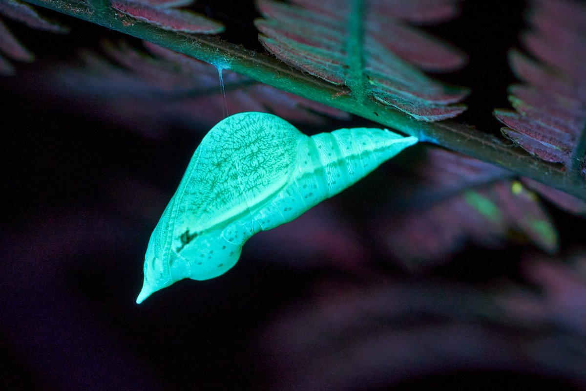 Max Anderson tweet media