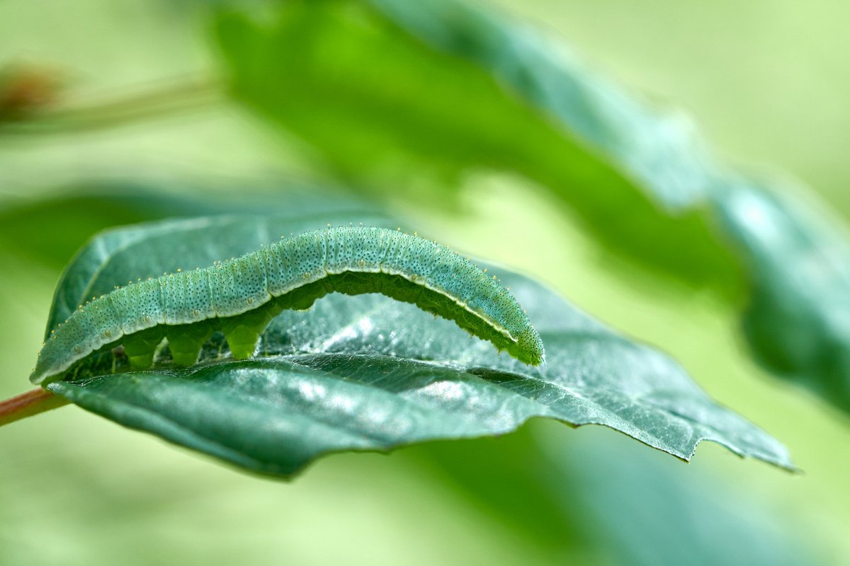 Max Anderson (@maxando) on Twitter photo Brimstone pupae can be difficult to find, as the larvae often wander for some distance to find a suitable spot to pupate. The UV torch makes this job easier - what a stunning chrysalis! <a href="/BCDevon/">BC Devon Branch</a> <a href="/savebutterflies/">Butterfly Conservation ๐ฆ</a> Brimstone pupae can be difficult to find, as the larvae often wander for some distance to find a suitable spot to pupate. The UV torch makes this job easier - what a stunning chrysalis! <a href="/BCDevon/">BC Devon Branch</a> <a href="/savebutterflies/">Butterfly Conservation ๐ฆ</a>