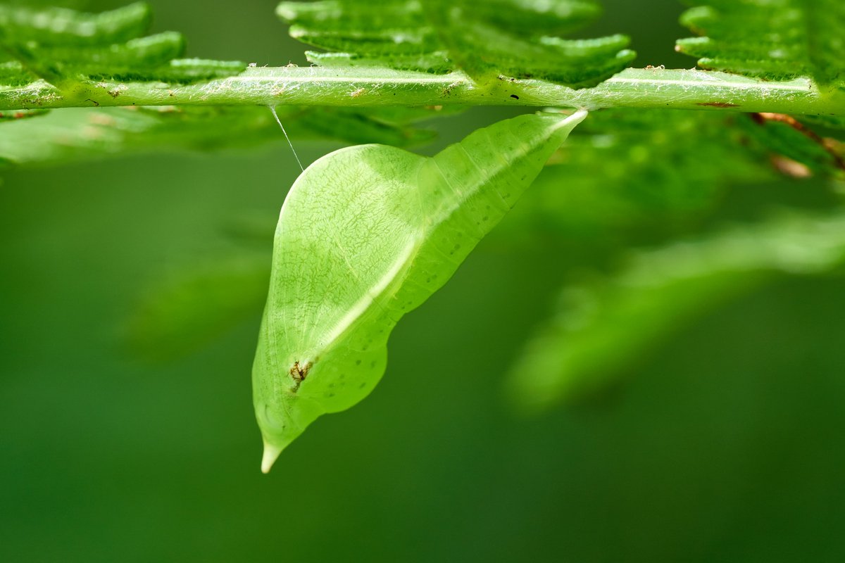 Max Anderson tweet media