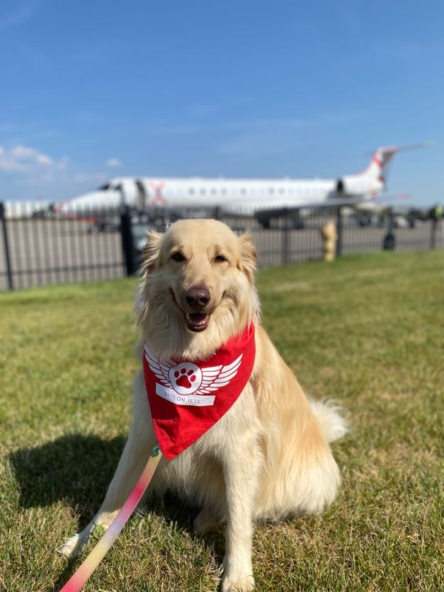 ajinoc's tweet photo. Ready for takeoff with @flyjsx. Maisie is all set for her next adventure 🐾✈️ https://t.co/qElt2ANHsN
