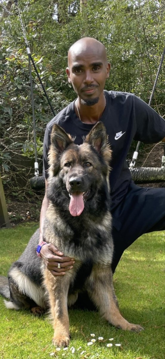 aprompt's tweet photo. "One of the best decisions we ever made", says @Mo_Farah who welcomes his elite trained #protectiondog into his family home from #securityguarddog training team @K9Protectoruk  https://t.co/12RSK76Ttm https://t.co/d3jztCZ5tI