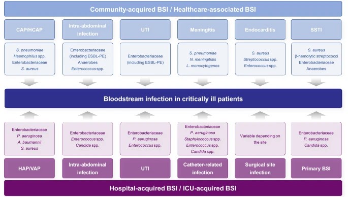 Bloodstream infections in critically ill patients

⭐ Antibiotic de-escalation should be considered once culture results are available and source is controlled
⭐ Extension of therapy beyond 5-7 days is usually not necessary (except S.aureus/Candida)

doi.org/10.1007/s00134…