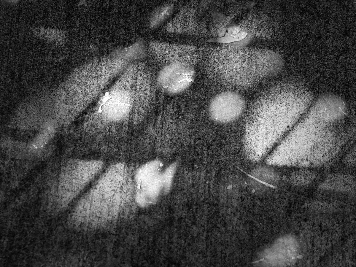 "Komorebi Dreams" by Donata Wenders.
