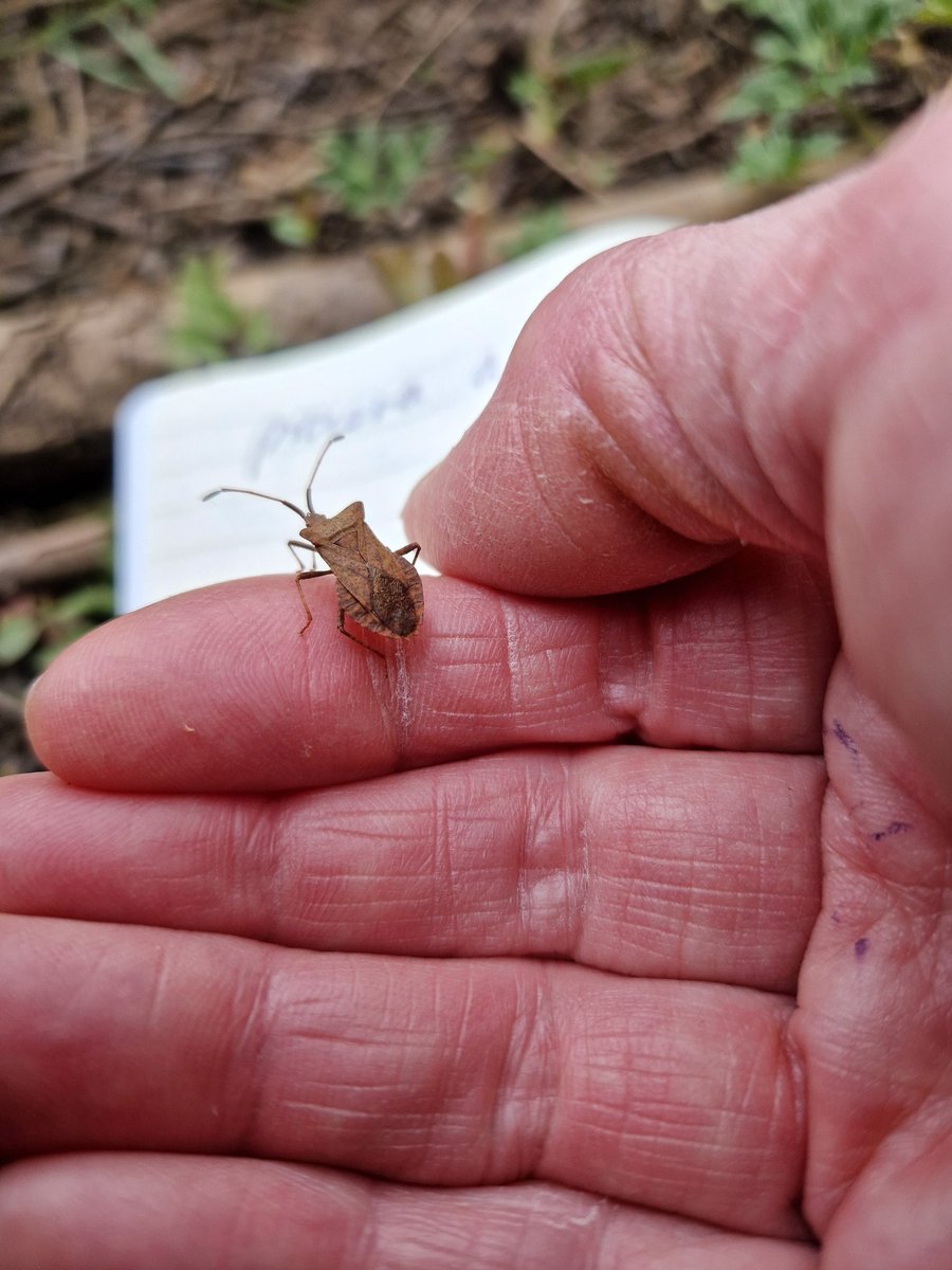 SwannWhite's tweet photo. Which #shield bug is this please? @bugmanjones @Buzz_dont_tweet 
Thank you. https://t.co/VR7H4DfsPm
