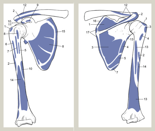 Shoulder muscle insertions
1supraspinatus
2deltoid
3infraspinatus
4teres min
5teres maj
6pectoralis maj
7latissimus dorsi
8subscapularis
9pectoralis min
10coracobrachialis
11biceps
12trapezius
13triceps
14brachialis
15serratus ant
16lev scapulae
17rhomboid
sciencedirect.com/science/articl…