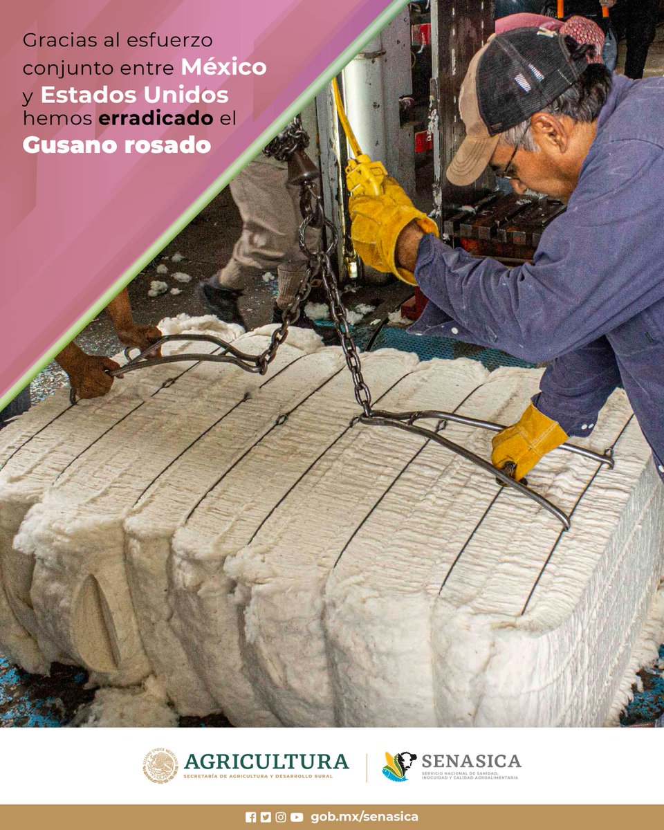 SENASICA's tweet photo. 🐛🇲🇽 Desde 2018, todo el algodón en México se cultiva en zonas libres de gusano rosado, lo cual respalda la sanidad de nuestros cultivos.🌾 📊Más detalles en 👉 https://t.co/SvBRh3Xyqr #ProgramaBinacional #Algodón #Gusanorosado #ProgramaBinacional https://t.co/HCsgQ01KgS