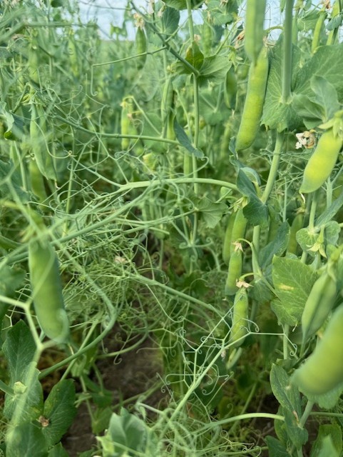 nexgenseeds's tweet photo. Our Carver Peas are looking awesome, and we will have enough for everyone ! https://t.co/4LgznEvQ0r
