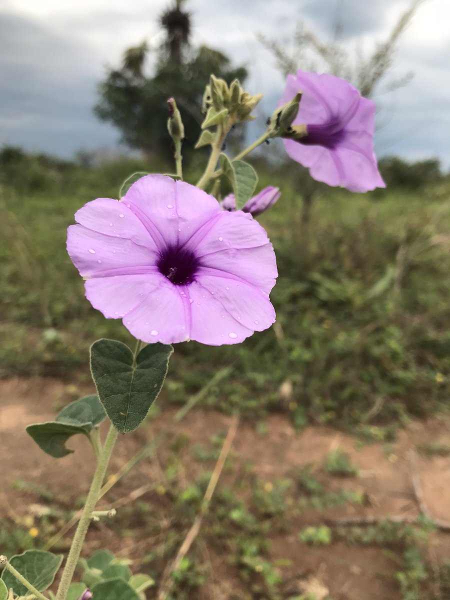 emoujhara's tweet photo. Today’s collection from the wilderness. Retweet if you love what you’re seeing.
#ShotOfMine - #Naturegraphy https://t.co/sxusUXWIhi