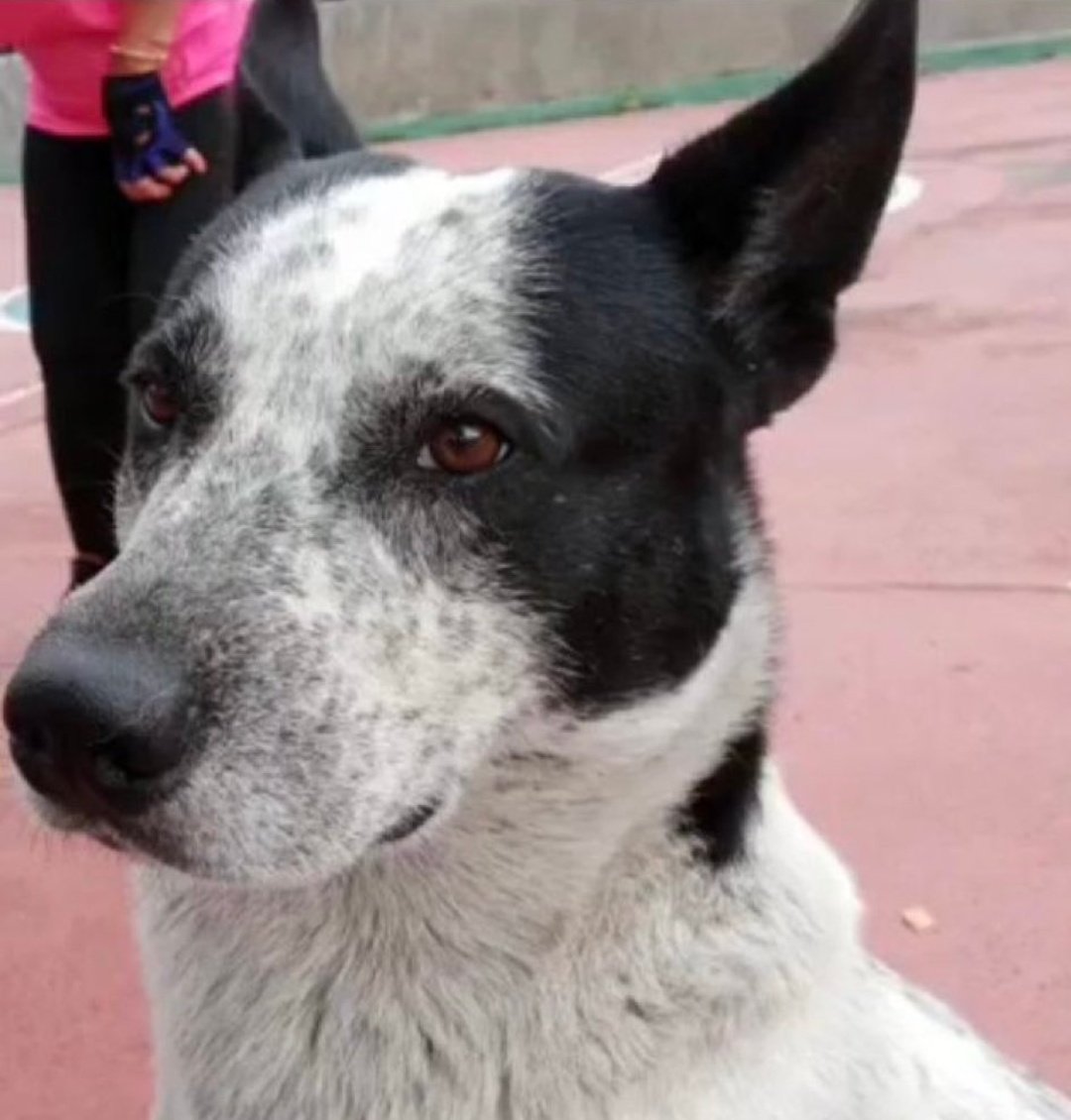 ¿Donde esta Manchas <a href="/Farmatodo/">Farmatodo</a>?