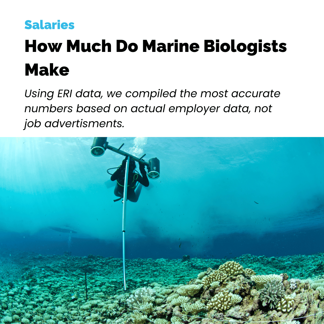 optimcareers's tweet photo. Google Marine Biologist salaries and you'll get all kinds of information ranging from $30,000 to over $100,000 per year. 

So what is it really?

Read it here: https://t.co/NquKCl0xXl

#marinebiologist #marinebiology #marinebiologistsalary https://t.co/BBGODKMeu1