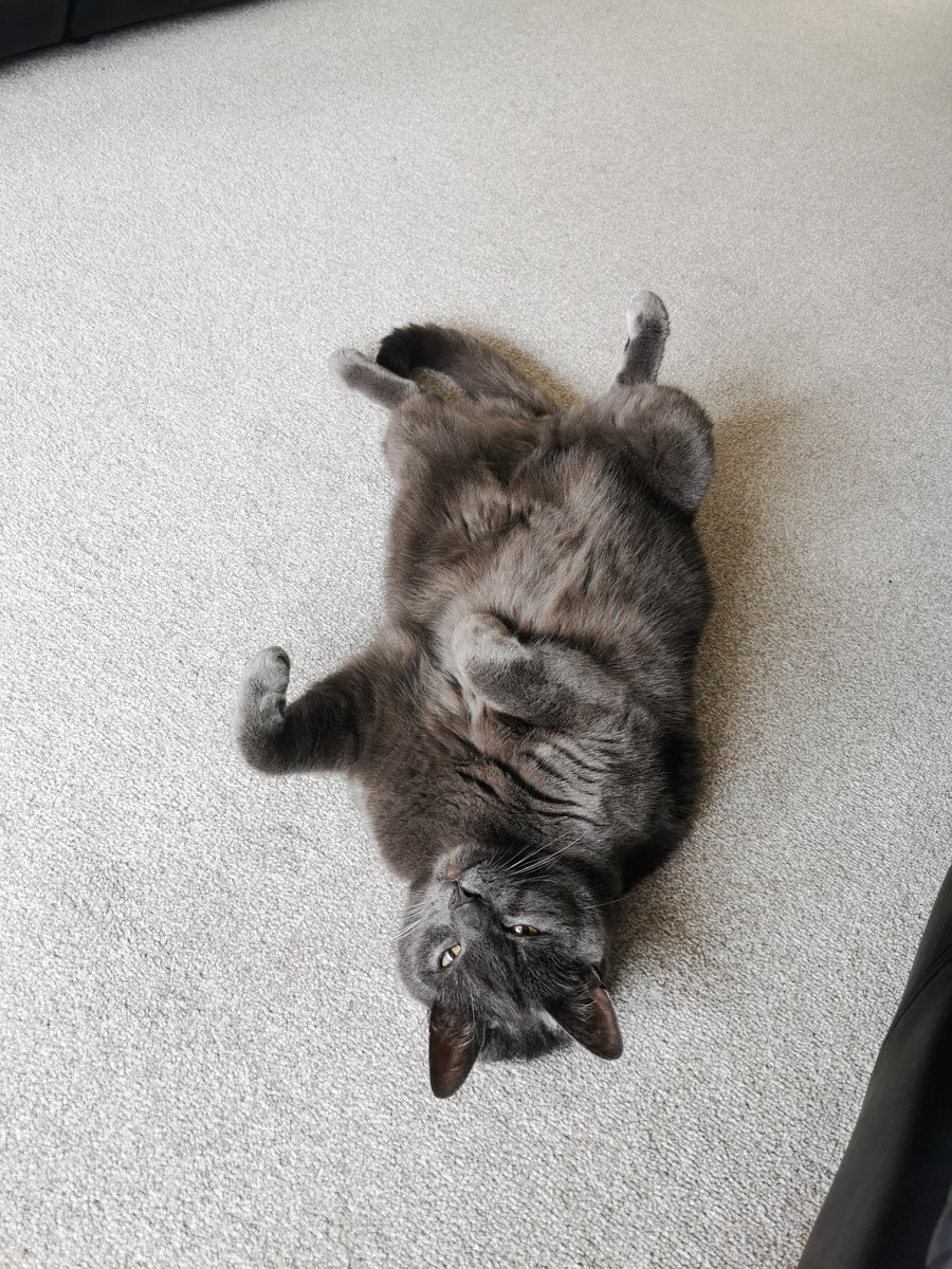 BeaverEBeaver's tweet photo. 6 months since we adopted Smokey 😊 https://t.co/iTuaIHShsf