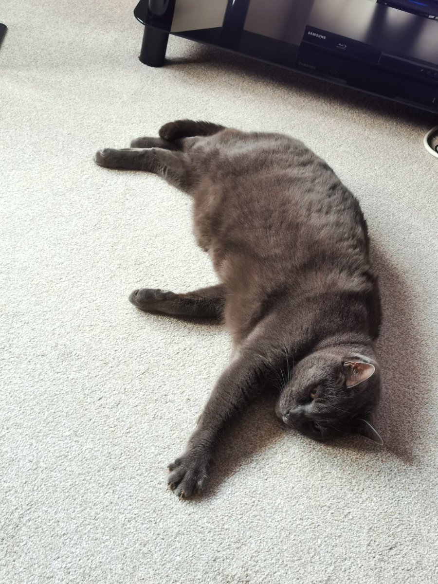 BeaverEBeaver's tweet photo. 6 months since we adopted Smokey 😊 https://t.co/iTuaIHShsf