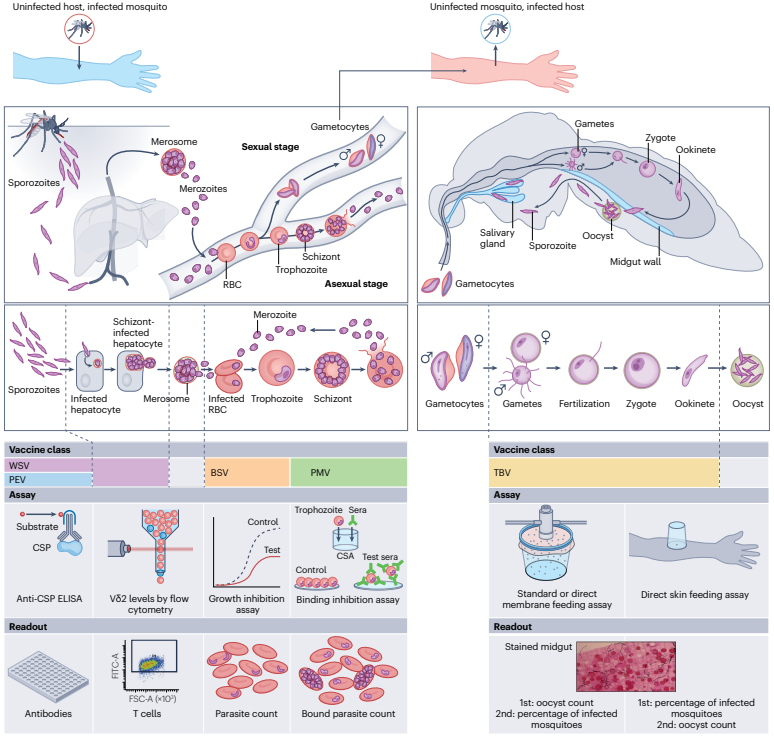 Nature Reviews Microbiology tweet media