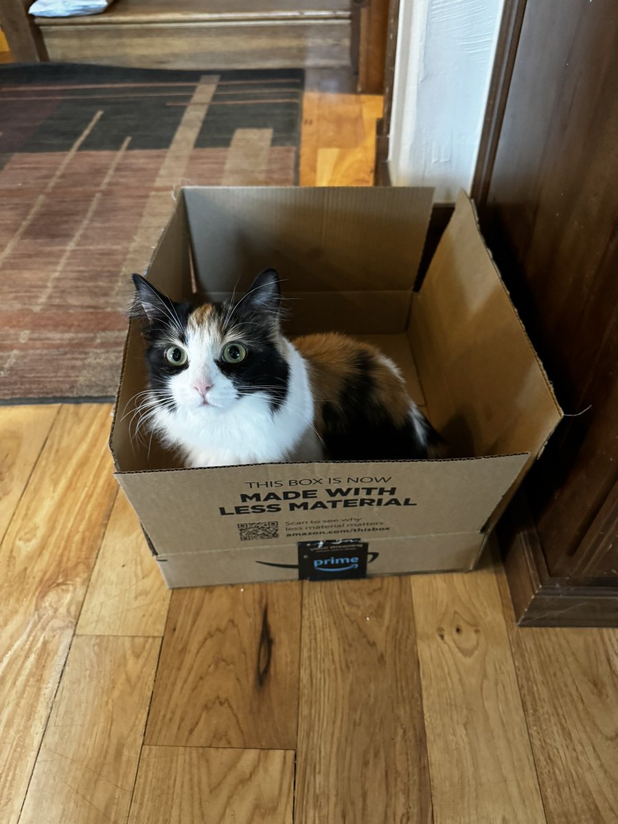 The days following <a href="/amazon/">Amazon</a> #PrimeDay2024 are like a #cat box #Hanukkah.