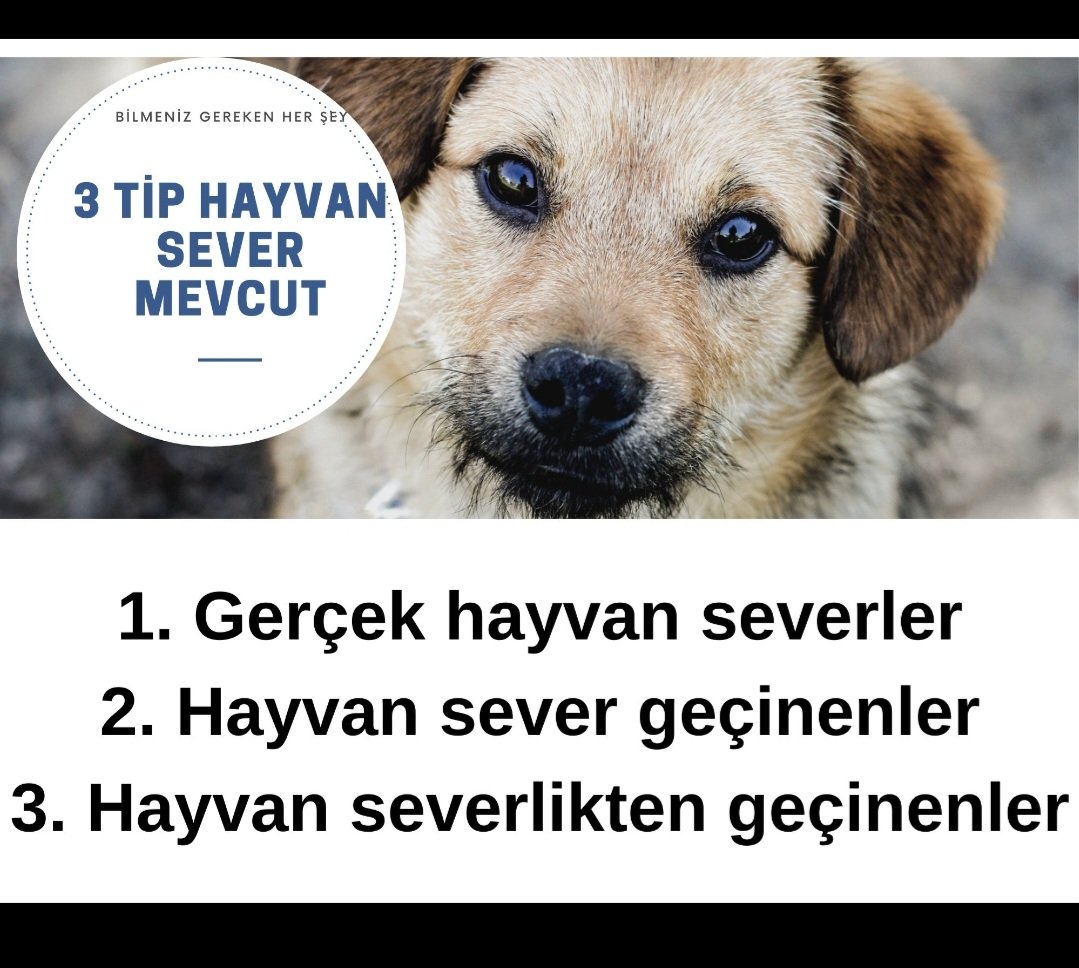 MUSTAFATAYAR1's tweet image. #SokaktaBaşıBoşKöpekOlmaz #sokakköpekleri