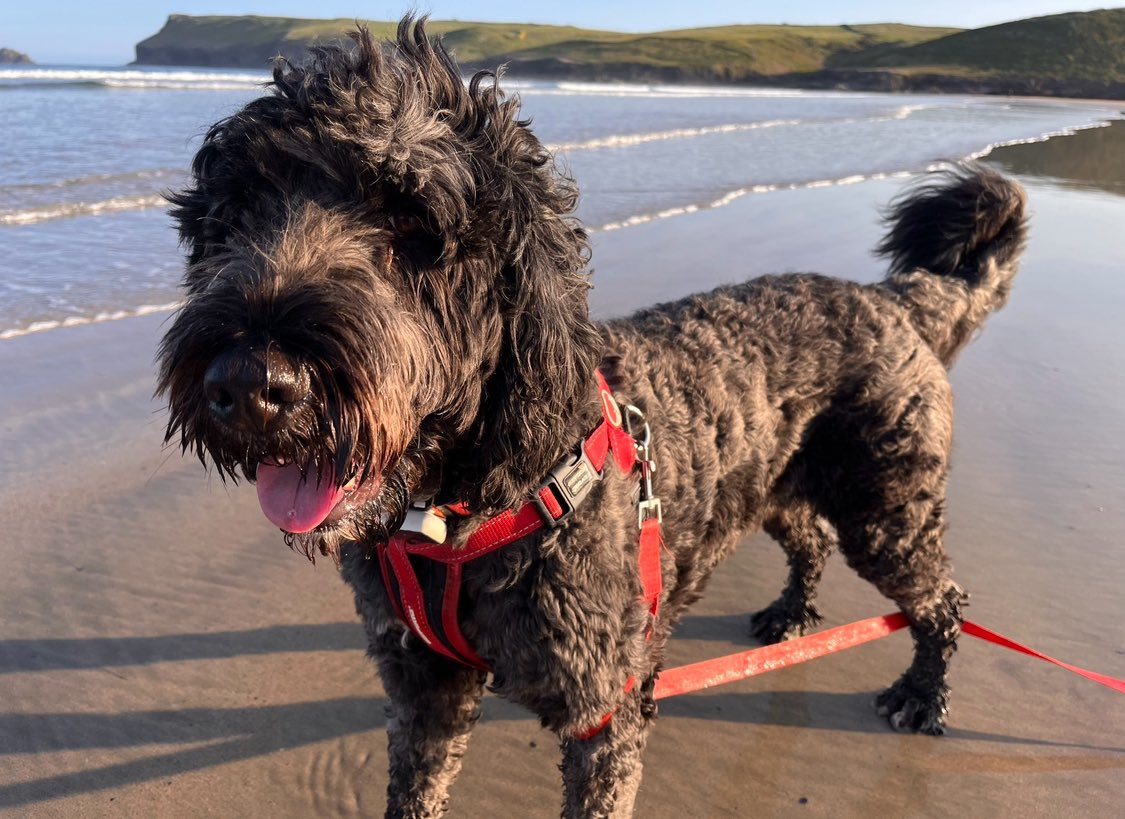 StevenB34389394's tweet photo. Lost Dog in Hertford today in the bengeo / hartham common area. Nervous and won’t come near you. If seen please let me know https://t.co/sbU3zpSlp2