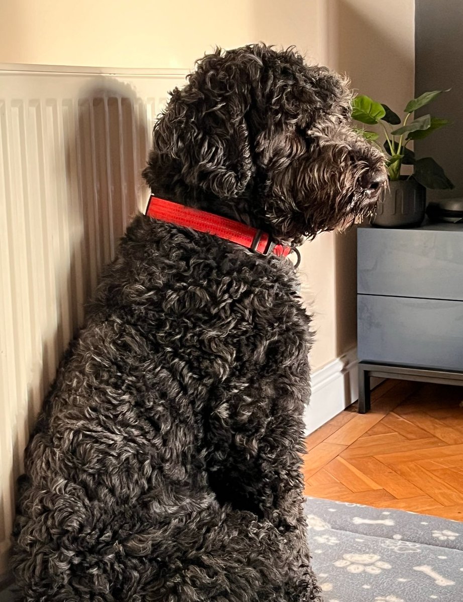 StevenB34389394's tweet photo. Lost Dog in Hertford today in the bengeo / hartham common area. Nervous and won’t come near you. If seen please let me know https://t.co/sbU3zpSlp2
