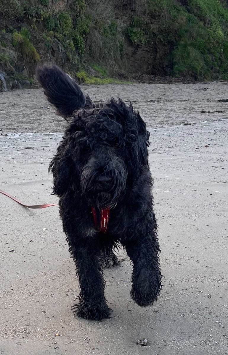StevenB34389394's tweet photo. Lost Dog in Hertford today in the bengeo / hartham common area. Nervous and won’t come near you. If seen please let me know https://t.co/sbU3zpSlp2