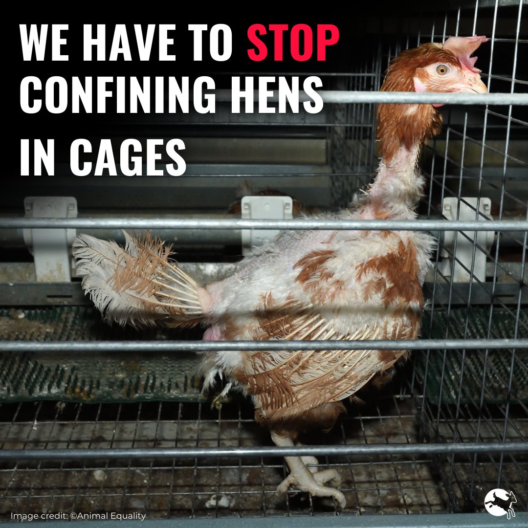 In June 2022 the Government said a consultation on cages was “almost ready to go” but it was never shared. 

Now two years on, with a new Government, we're seizing this moment to #EndTheCageAge for hens. Add your name ➡️ bit.ly/3xXsQuQ
