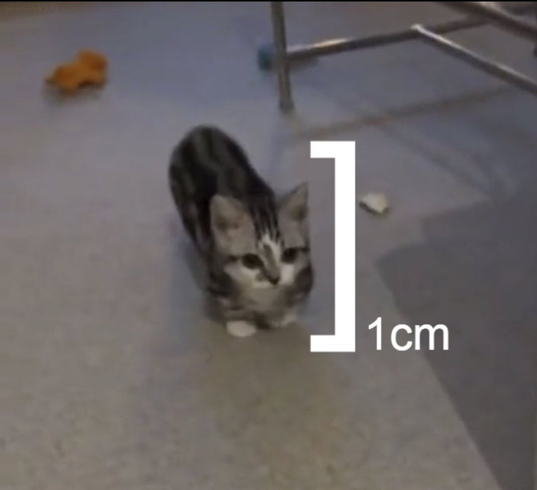 smol silly cat tweet media
