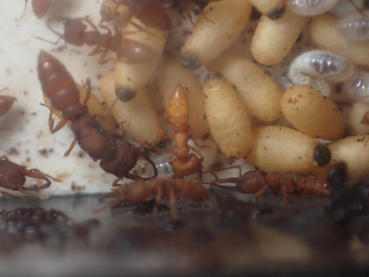 c90UEGv3HUTi5oz's tweet photo. #ヘラアゴハリアリ
#Mystrium camillae
#Ant Museum

至福の一時(*´∇｀*)

めちゃくちゃ順調に成長してくれてて嬉しい https://t.co/L60c0LUi1h