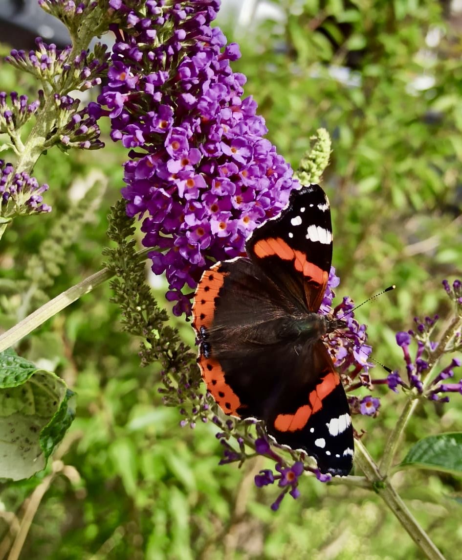 glaubeweiter's tweet photo. Beim #Schmetterlingslieder herrscht heute #Hochbetrieb Es #summt und #brummt und #flattert Schaut mal hin: so reich ist #Schöpfung #dnkgtt «Mögen die Flügel eines Schmetterlings die Sonne küssen und dann deine Schulter finden und dir Freude, Glück und Reichtum bringen.» https://t.co/twdneeCQxH
