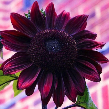 5unflour's tweet photo. Flower time 🌼 https://t.co/RjSVjSB6pP