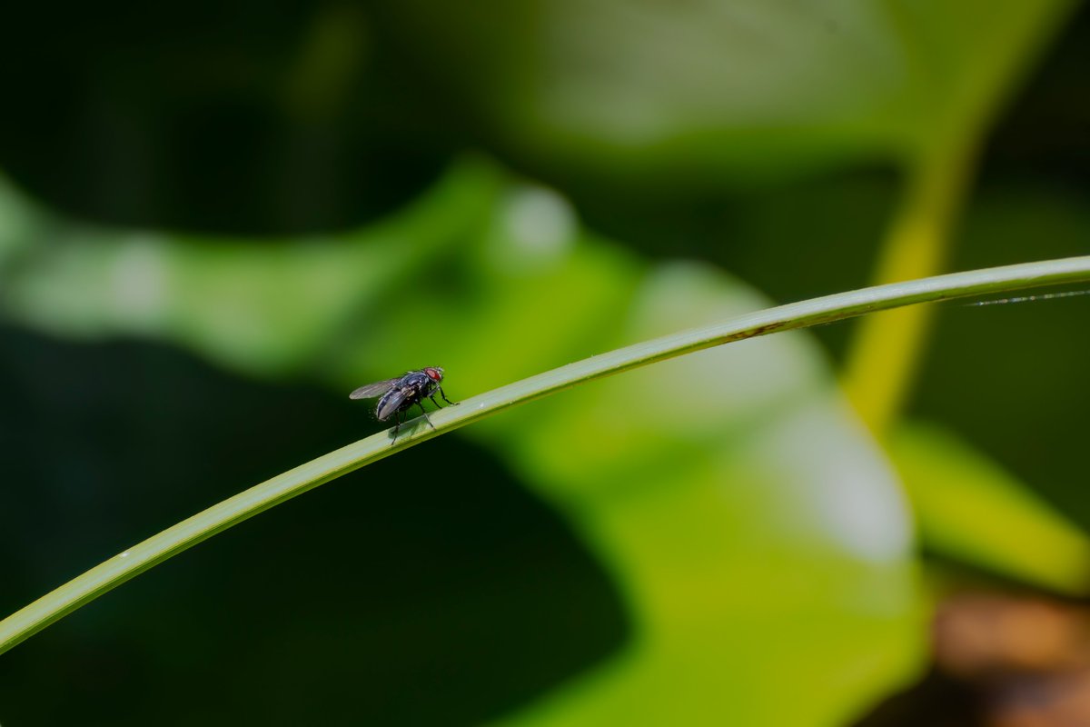 alswinn's tweet photo. Too hot to walk dogs, so pottered with the 70-300 + 12mm tube macro setup. Think these are European Dark Bee, Sweat Bee, Dark-palped Melinda and Backswimmer, but happy to be corrected! @SomersetWT @DorsetWildlife @BritishBugs @BumblebeeTrust https://t.co/5CBTcwkYxj