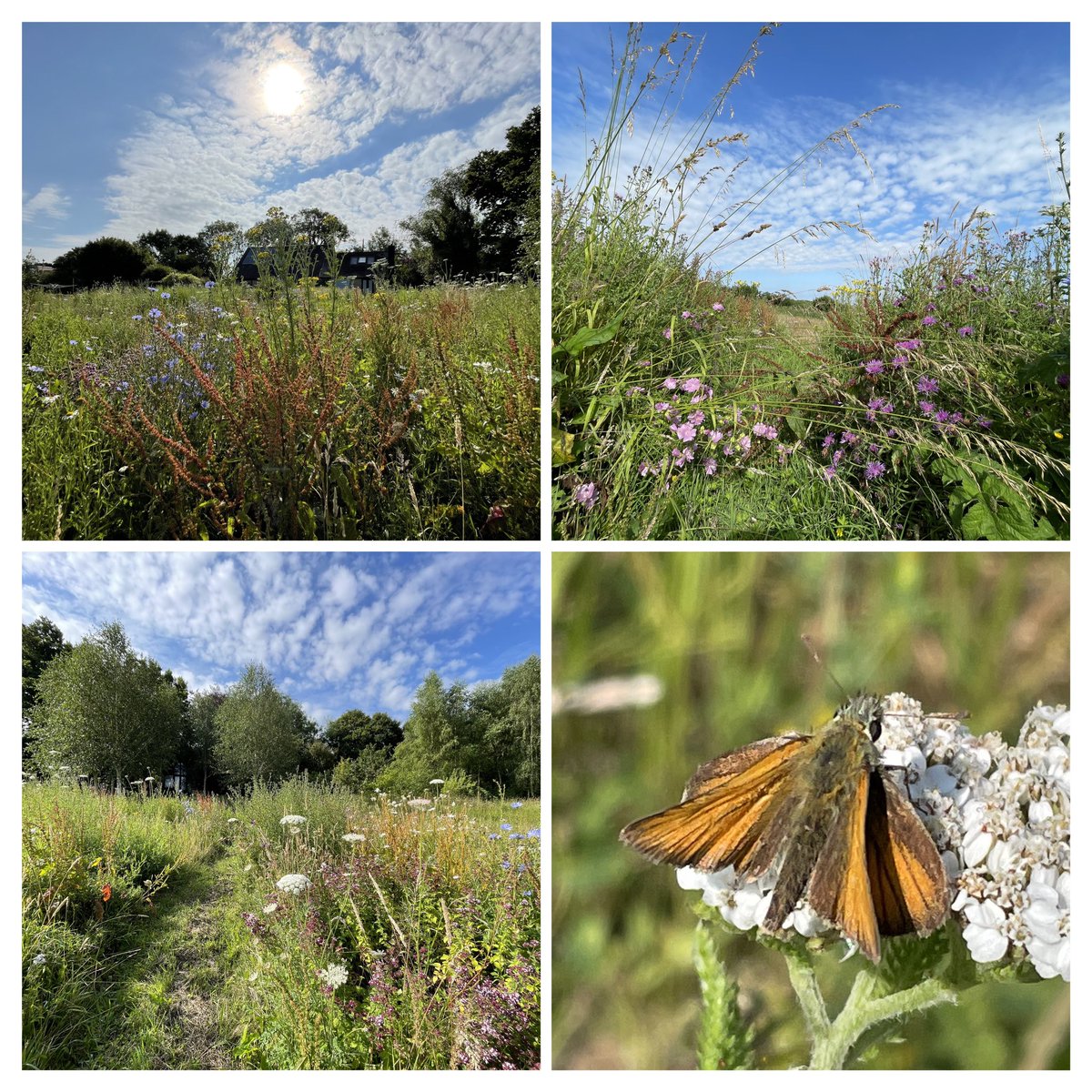 clothofnature's tweet photo. My sight is less than brilliant presently, but my eyes didn’t need to dart about in pursuit of butterflies today, joining in with #TheBigButterflyCount. Please don’t feel discouraged if the same is true for you, our butterflies and moths need us more than ever! I counted eight. https://t.co/4HMD946M6m