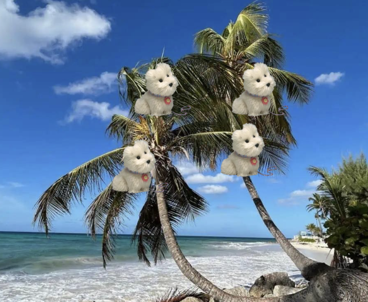 you think you just fell out of a coconut tree