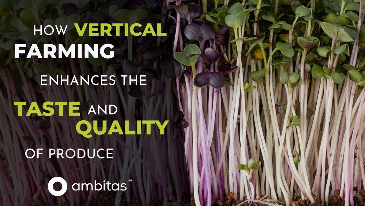 ambitas's tweet image. want tastier, healthier produce? ever wondered how vertical farming enhances the flavour and quality of your veggies? find out in our new blog!

find out here: ambitas.org/blog/how-verti…

#iot #internetofthings #iotengineering #urbanfarming #verticalfarming #iotcompany #iotsensors