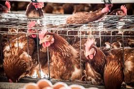 LoaEcuador's tweet photo. Muy bien, explícanos de qué manera confinar gallinas en jaulas de batería , donde viven los únicos 2 años de su vida, en un espacio de una hoja A4, paradas en fierros, con los picos cortados, sometidas a muda forzada , sin poder anidar, sin poder expresar su comportamiento natural, puede garantizarle a estos animales, los Derechos que la Sentencia reconoció. 
Si logras explicarnos esto, tendría sentido su participación como organización técnica en derechos animales.