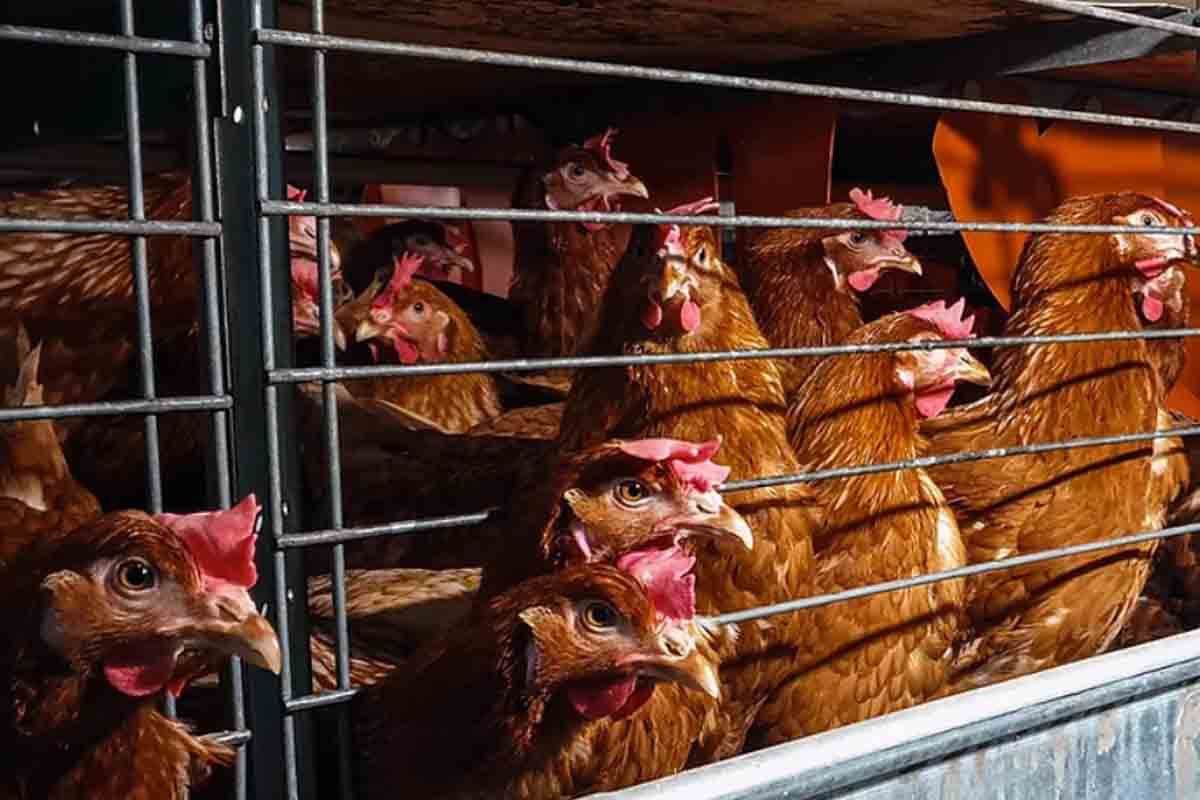 LoaEcuador's tweet photo. Muy bien, explícanos de qué manera confinar gallinas en jaulas de batería , donde viven los únicos 2 años de su vida, en un espacio de una hoja A4, paradas en fierros, con los picos cortados, sometidas a muda forzada , sin poder anidar, sin poder expresar su comportamiento natural, puede garantizarle a estos animales, los Derechos que la Sentencia reconoció. 
Si logras explicarnos esto, tendría sentido su participación como organización técnica en derechos animales.