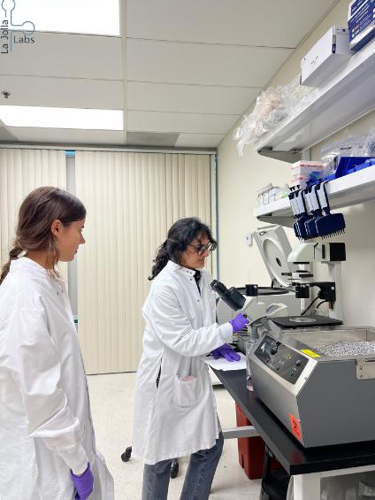 lajollalabs's tweet photo. Today in the lab: Cell culture and BJAB training for our new LJL Research/Lab Interns

#LaJollaLabs #LJL #rarediseaseresearch #rareresearch #inthelab #todayinthelab #labwork #labtraining #LJLInternship #intern #scientist #biotech #BJAB #cellculture #cytotoxicity https://t.co/UyXDi7LeEh
