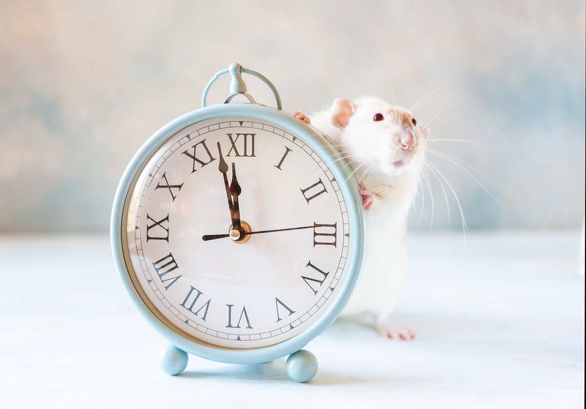 PNASNews's tweet photo. Opinion piece: To ensure study rigor and #reproducibility, researchers need to better account for #TimeOfDay as a critical biological variable. https://t.co/8ExGJyNdVQ #CircadianRhythms #SleepWakeCycle #chronobiology https://t.co/Y0dc0PYR33
