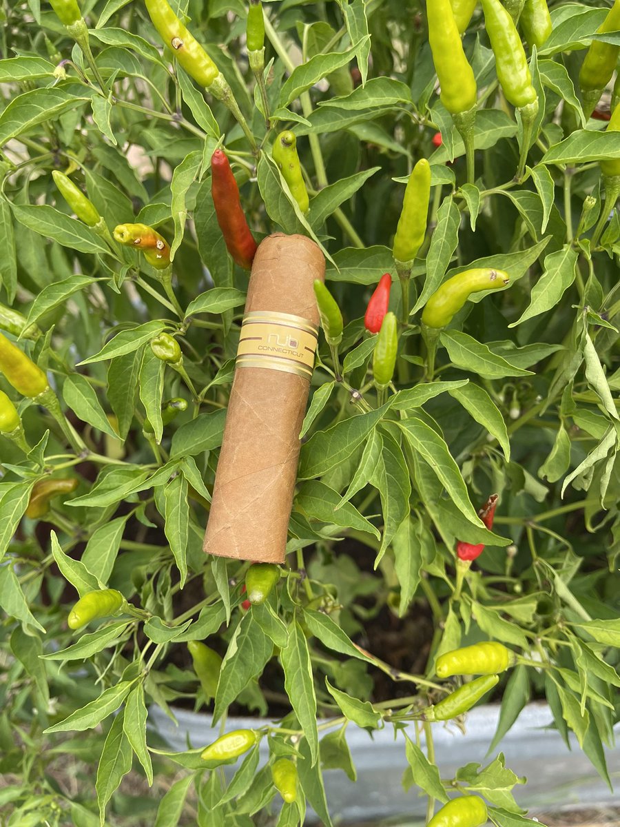 WilliamCigar1's tweet photo. #cigars &amp; fun. Took a fancy pic on a pepper plant like some of yall fancy folks do. #OGMisfitGang #NeverARepeat #CigarSniffers #NobodyAsked still #H8erHashtags https://t.co/Lt2Uw0ljW8
