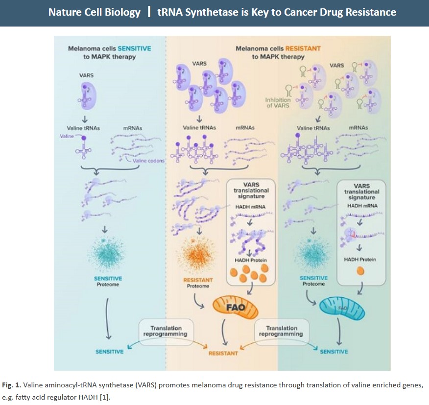 arraystarinc's tweet image. 🚨Customer Success Story🚨

Arraystar tRNA PCR Array was used to profile and quantify the tRNAs in a study where VARS was found as a key player in the codon-biased translation reprogramming in anti-MAPK drug resistant cancer cells.

Keep reading here: arraystar.com/assets/1/6/new…