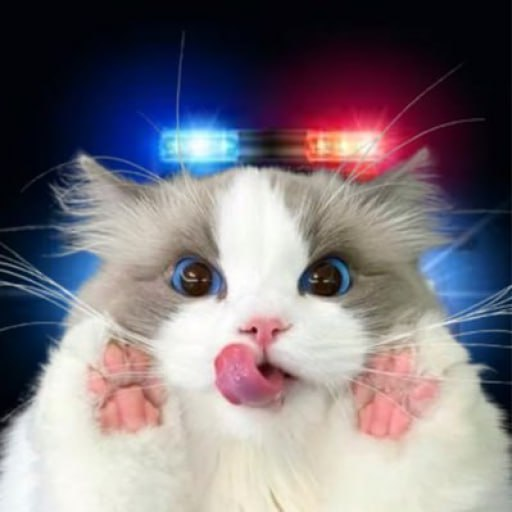 deecayz's tweet photo. @kiethonsol the invisible cat is called $LEEKI and he ran away right before the photo https://t.co/jr5jzgYC99