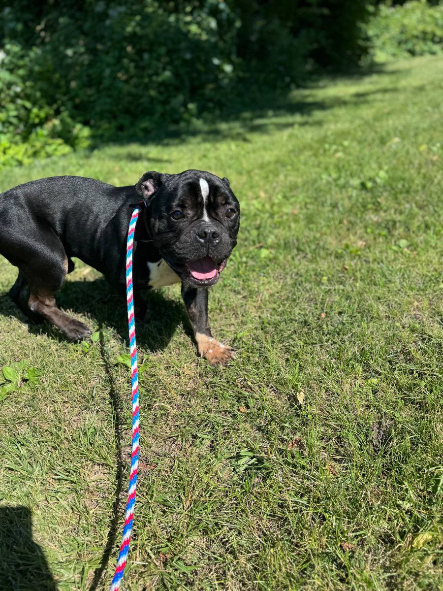 Bideawee's tweet photo. Please RT! This lil meatball is Madrid. He was found tied up &amp; starving but now he’s got a new lease on life &amp; wants to live it to the fullest! He’s an energetic boy who loves people &amp; other dogs! Meet him in Westhampton! https://t.co/fayLsjSivc