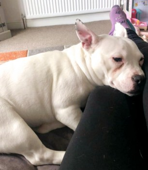 millypod1's tweet photo. π18 JUL 2024 #Lost ANGEL #ScanMe
YOUNG White Staffordshire Bull Terrier X PUG Female
Obsdale Road #Alness #Scotland #IV17 https://t.co/WOtr3dXflA https://t.co/Rbuyax8vfK