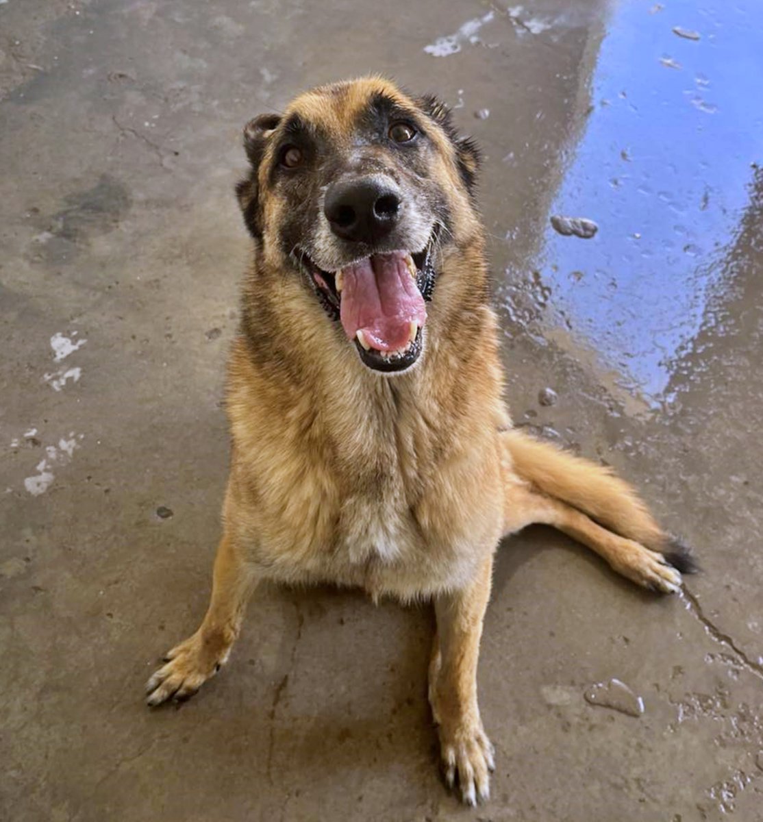 #Ceuta
Contacto; WhatsApp 686 73 46 16 

#SIRE solo tiene 7 añitos, y a pesar de que para los adoptantes pasa completamente desapercibido, él nunca pierde la sonrisa y la alegría.

Cojea de una patita que apenas apoya (quizá fuese ese el motivo de su abandono…), pero eso no le