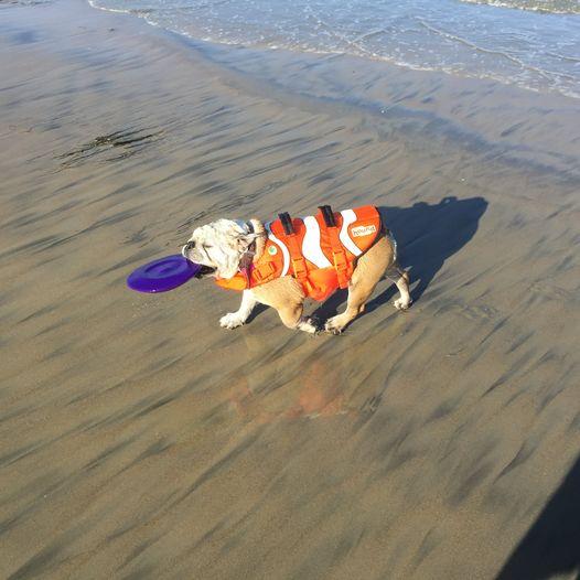realbca's tweet photo. Bulldog Club of San Diego County Beach Party!! 
Join us Saturday, August 17 at 9 a.m. at Ocean Beach Dog Beach, San Diego, CA. We will have refreshments!! Starting early in case it gets HOT! Look for the Easy-Up with the club sign on it. More details to follow. https://t.co/QuSTpNAyTh