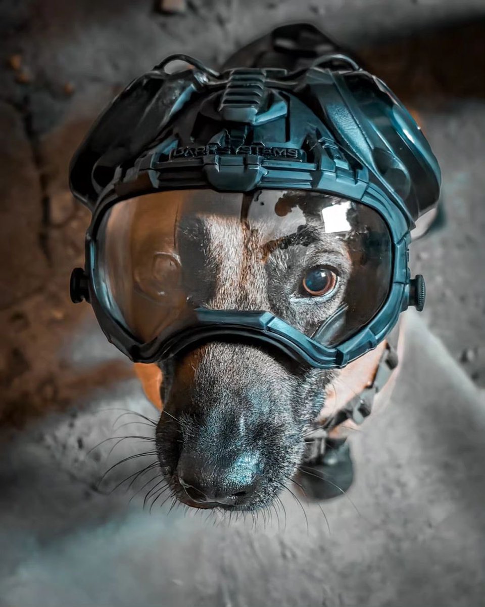 darksystemsnews's tweet photo. #k9helmet #k9unit #k9 #swat #police https://t.co/pJcwFiWaLD