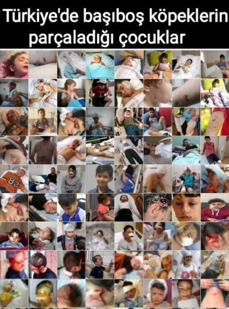 Başıboş köpek sorununun çözümü, aklı rölantiye almış bir grubun çıkarttığı gürültü sebebiyle yokuşa sürülüyor.

Mama lobilerinin tahrikleri, bu işte kârı olanların anlamsız ve maksatlı karşı koyuşları nice canları daha yakmasın!

Ölmesin çocuklarımız!

#MilletYasayaEvetDiyor