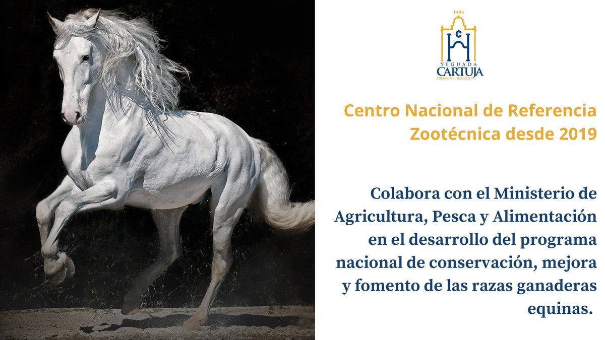 LuisPlanas's tweet photo. Es esencial garantizar la preservación de nuestro patrimonio #ganadero.

Como la @Yeguada_Cartuja Hierro del Bocado, la reserva más importante del mundo del #caballo de Pura Raza Española de estirpe cartujana y una de las más antiguas, señeras y prestigiosas del mundo. https://t.co/L4EW5wKOXr